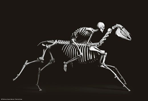 evolution-human-and-horse-1